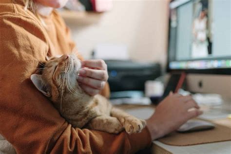 HELP CATS IN OUR CARE AND PERHAPS WIN SOME .